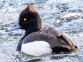 Red-crested Pochard x Tufted Duck hybrid